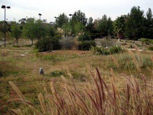 The site formerly known as the Greens. This is a true return-to-nature story in the heart of Valencia. It looks WILD. Someday there might be a gigantic Sheraton at this location