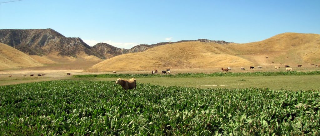 Cattle grazing in the Portrero Valley in Newhall Ranch.