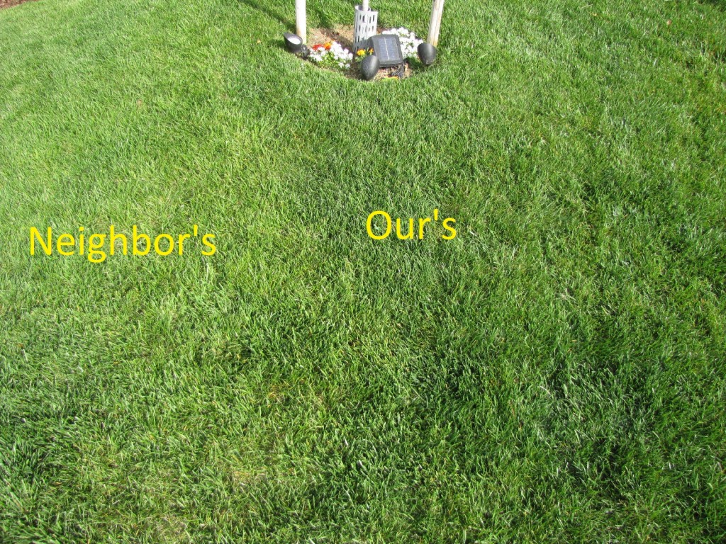 Lawn - right side
