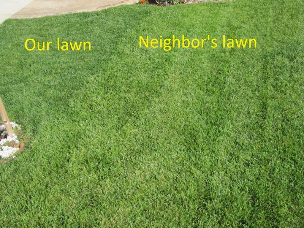 Lawn - left side